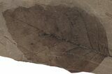 Fossil Leaf Plate (Fagus sp) - McAbee Fossil Beds, BC #220690-1